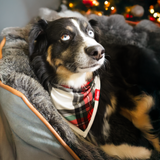Hagesmæk Tartan Dreams Bandana til kæledyr